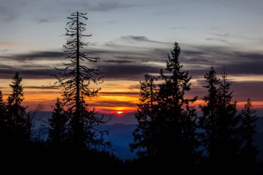 Gün batımında ladin ağaçlarıyla muhteşem bir kış manzarası. Dramatik bulutlu gökyüzü. Güzellik dünyası.