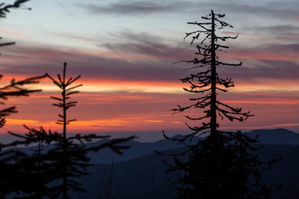 Batan Güneşin Pembe Turuncu Işığında Noel Ağaçlarının Ladin Ağaçlarının Siluetleri — Stok fotoğraf