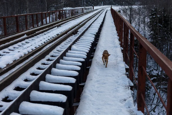Bir Köpek Demiryolu Köprüsü Boyunca Kar Kaplı Dağların Arka Planında — Stok fotoğraf