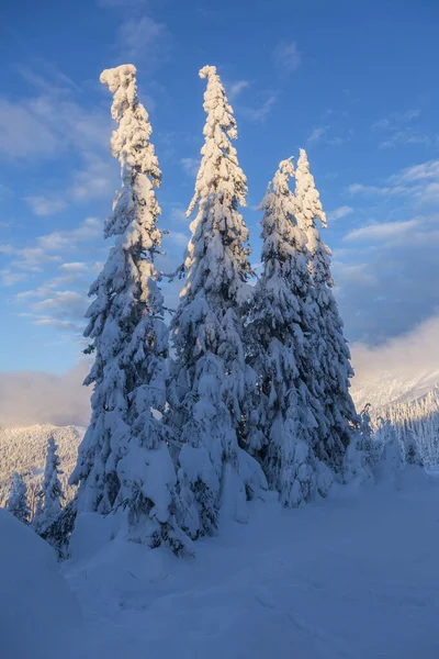 Belas Montanhas Abetos Nevados Manhã Clara Com Luz Solar Inverno — Fotografia de Stock