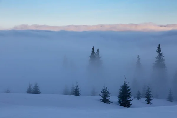 Abete Rosso Abeti Che Sfondano Nuvole Nebbia Nelle Montagne Invernali — Foto Stock