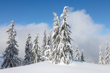 Karla kaplı çim ağaçlarının manzaralı görüntüsü. Soğuk bir gün, sakin bir kış sahnesi. Noel Ormanı. Mutlu yıllar konseptinin mükemmel fotoğrafı.