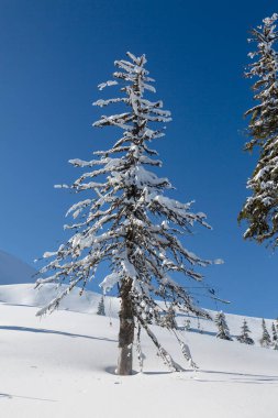 Dağlık bir bölgede, karlı bir ormanın ortasında kuru ladin ağaçları. Karpat Dağları, Ukrayna, Avrupa. Alpler kayak merkezi.