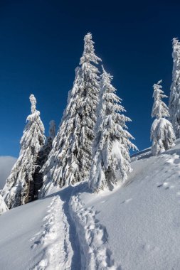 Dağ tepelerinde karla kaplı uzun koyu yeşil ladin ağaçları ve mavi gökyüzü arka planı. Alpler kayak merkezi. Soğuk bir günde, karla kaplı çekici çiçekler..