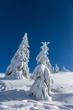 Noel Ormanı. Soğuk bir günde, çekici, karla kaplı leylaklar. Alpler kayak merkezi.