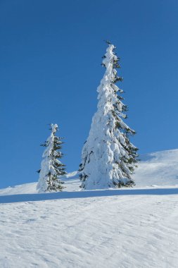 Soğuk ve güneşli bir günde nefes kesici karlı bir manzara ve Noel ağaçları. Karpat Dağları, Ukrayna, Avrupa