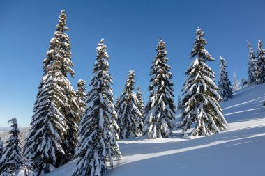 Finlandiya, Avrupa 'da soğuk bir günde, kar örtüsü kaplı frenk çiçeklerinin muhteşem manzarası. Mutlu Yıllar Kutlama Konsepti