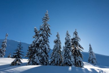 Soğuk bir günde, çekici, karla kaplı leylaklar. İsveç 'te soğuk ve güneşli bir günde Noel ağaçları. Mutlu yıllar konseptinin mükemmel fotoğrafı..