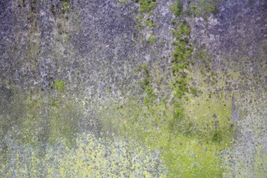 A gray concrete wall is covered with green and yellow lichen background