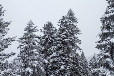 Big conifers, fir trees and pines covered with frost and snow, winter larch forest in fog