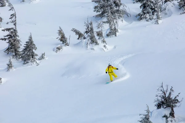 Snowboarder Arrière Pays Sculpte Élégamment Travers Neige Poudreuse Intacte Intacte — Photo