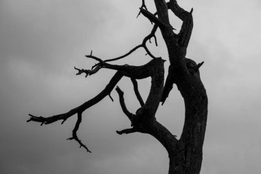 Simsiyah ağaç silueti, bastırılmış gri gökyüzüne çarpıcı bir kontrast oluşturuyor.