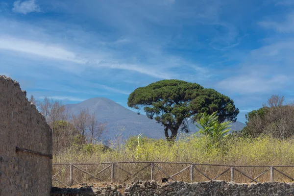 stock image A stone wall with a tree in the foreground and a Mount Vesuvius in the background, the classical Roman city