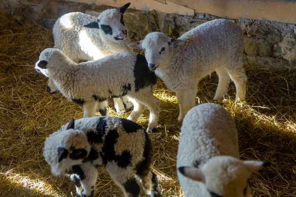 Koyun Sürüsü Kuzular Kapıdaki Ahırda Çiftlikte Evcil Hayvanlarla Çalışmak — Stok fotoğraf