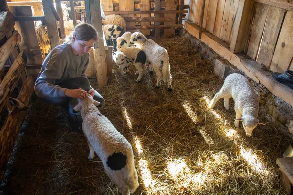Femme Agricultrice Dans Hangar Caressant Les Jeunes Moutons Agneaux Sur — Photo