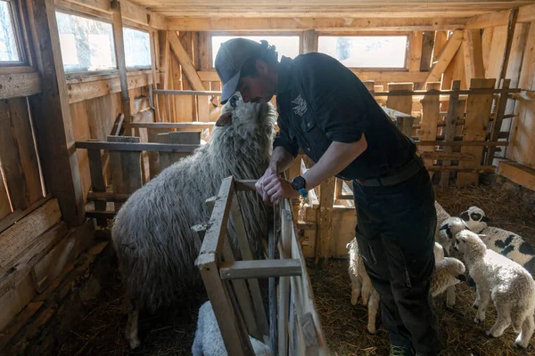 Éleveur Nourrit Mouton Avec Seau Nourriture Travailler Avec Des Animaux — Photo