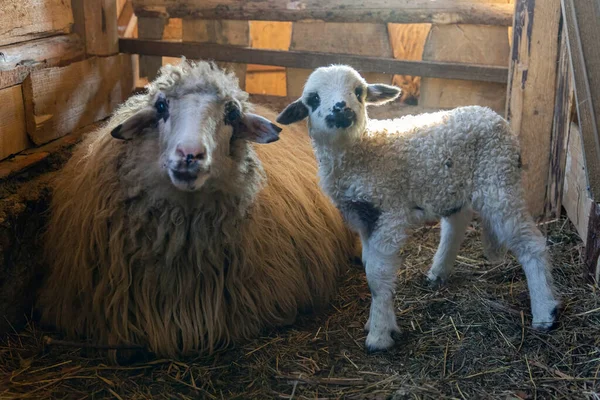 Çiftlikte Organik Yemek Yerken Gülümseyen Koyunlar Kuzular Burnunu Ağzını Kapat — Stok fotoğraf