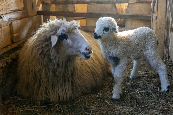 Овцы Милые Ягненок Улыбается Время Еды Органические Продукты Ферме Закрыть — стоковое фото