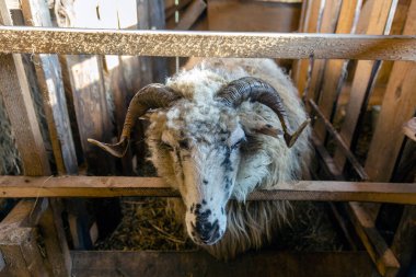 Büyük boynuzlu bir koç çitin içinde duruyor. Koyun burnu ve ağzı makrosu. Arka plan ona doku veren koyun yününden bir bulanıklık..