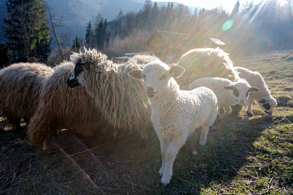 Les Moutons Les Agneaux Paissent Dans Les Montagnes Sous Les — Photo