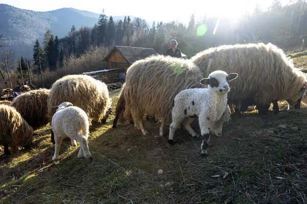 Les Moutons Les Agneaux Paissent Dans Les Montagnes Dans Les — Photo