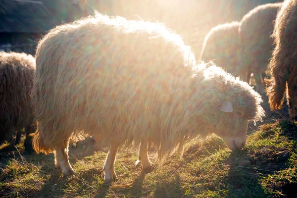 White Curly Sheep Grazing Mountains Rays Setting Sun Farm — Stock Photo, Image