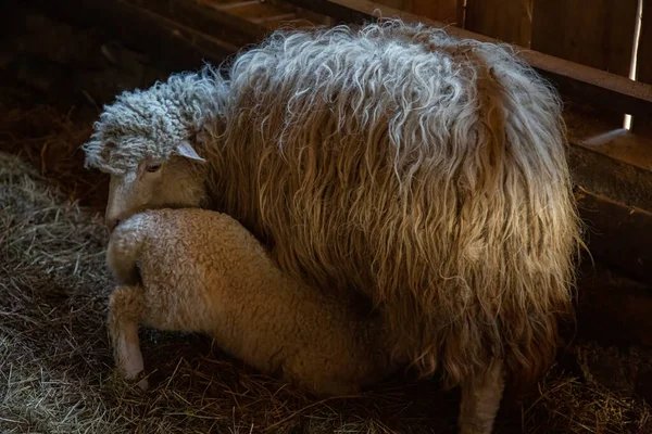 Kıvırcık Beyaz Bir Koyun Ahırın Çitlerinde Bir Kuzuyu Besler Çiftlikte — Stok fotoğraf