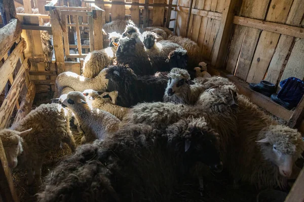 Troupeau Moutons Dans Enceinte Une Étable Sur Une Ferme Beaux — Photo