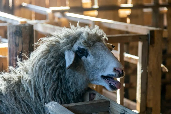 Sheep White Wool Standing Feeding Trough Sheepfold Farm Close Nose — Stock Photo, Image