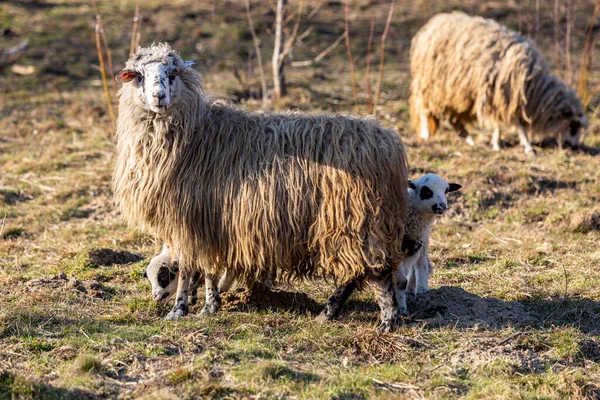 Owce Młodymi Owieczkami Obie Zwrócone Przodu Zielonej Łące Jagnięcina Język — Zdjęcie stockowe