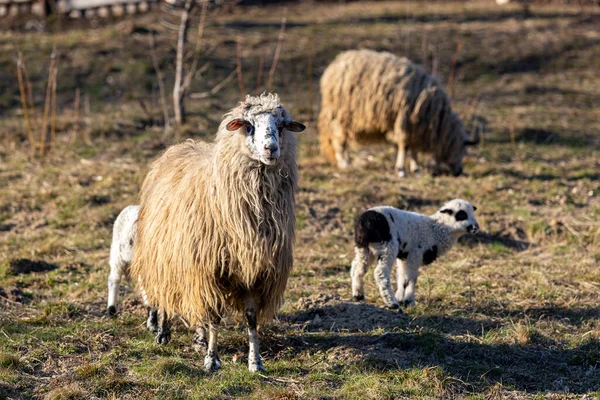 Stado Owiec Stoją Polu Jeden Nich Stoi Przed Kamerą Zwierzęta — Zdjęcie stockowe