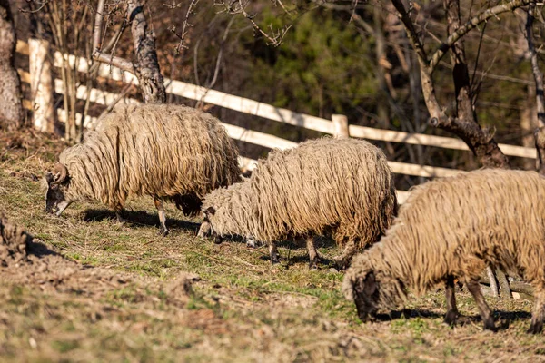 Kapıdaki Ahırda Koyun Koyun Sürüsü Çiftlikteki Evcil Hayvanlar — Stok fotoğraf