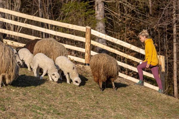 Sarı Kazaklı Genç Bir Kız Koyun Çobanı Çitin Yanında Duruyor — Stok fotoğraf