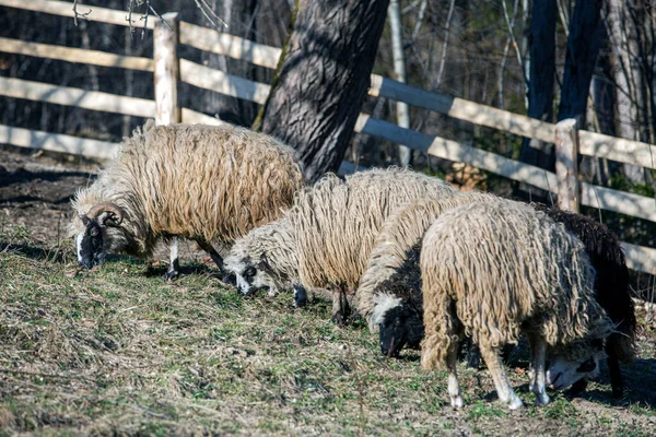 Овцы Стоят Поле Едят Траву Домашние Животные Ферме — стоковое фото