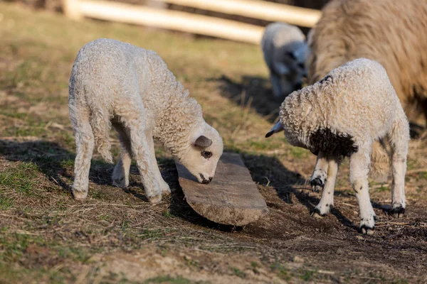 Arka Planda Otlayan Koyun Sürüsüyle Çimlerin Üzerinde Duran Kuzunun Yakın — Stok fotoğraf
