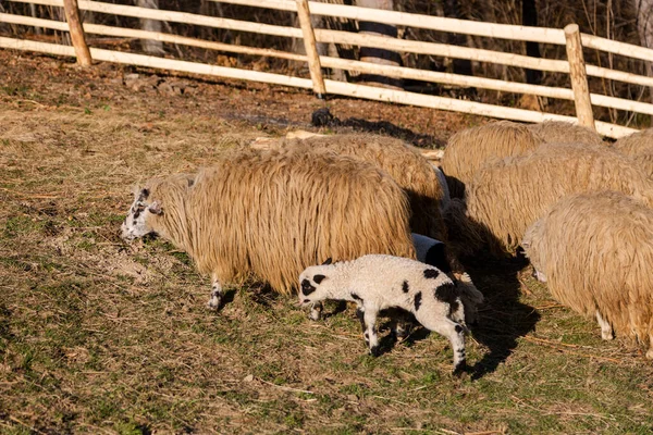 Kapıdaki Ahırda Koyun Koyun Sürüsü Çiftlikteki Evcil Hayvanlar — Stok fotoğraf
