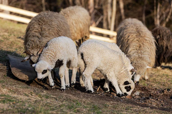 Bir Koyun Sürüsü Tarlada Duruyor Birinin Yüzünde Kara Bir Leke — Stok fotoğraf