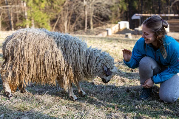 Une Femme Caressant Mouton Dans Champ Travailler Avec Des Animaux — Photo