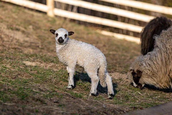 Bir Kuzu Koyun Tarlada Duruyor Çiftlikteki Açık Bir Ahırda Koyun — Stok fotoğraf