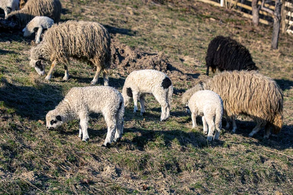 Bir Koyun Sürüsü Bir Tarlada Otluyor Çiftlikte Evcil Hayvanlarla Çalışmak — Stok fotoğraf