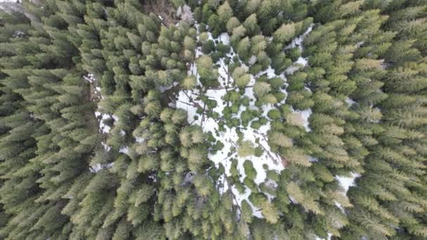 Zeminde Beyaz Kar Olan Yeşil Ladin Ağaçlarından Oluşan Bir Ormanın — Stok video