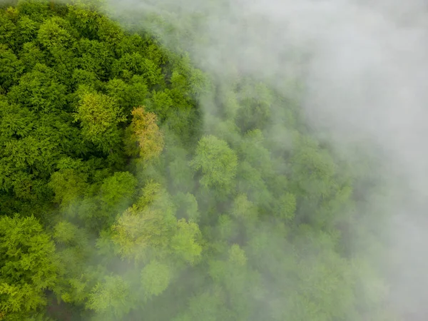 在空中俯瞰着一片绿林 云彩覆盖 树上的雾气从上方望去 — 图库照片