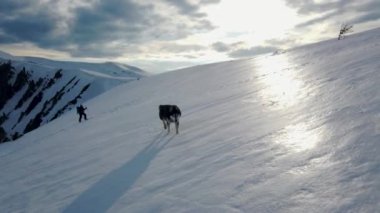 Sibirya Husky köpeği gün batımında karlı bir yamaçta ağır çekimde koşar. Açık hava kış konsepti maceraları