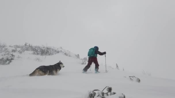 Σκι Τουρίστας Ένα Husky Σκυλί Ανεβαίνει Στην Κορυφή Ενός Χιονισμένου — Αρχείο Βίντεο