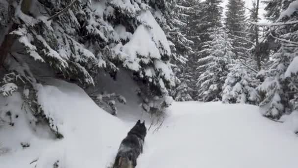 Perro Husky Siberiano Corre Largo Camino Nevado Bosque Aventuras Concepto — Vídeos de Stock