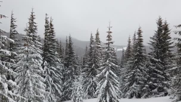 Árboles Navidad Cubiertos Nieve Las Montañas Cubiertas Niebla Una Cabaña — Vídeo de stock