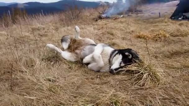 Чудовий Сибірський Хаскі Собака Лежить Сухій Траві Поході Багатті Задньому — стокове відео