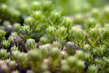 Kapalı yeşil çiçek, makro fotoğrafçılık ve doğal bitki güzelliği. Taşların arasında sulu bir tarla.