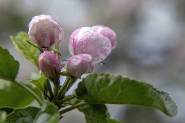 Pembe çiçekler elma tomurcukları, taze tomurcuklar, yakın çekim makrosu, çiçek açan bitki, yapraklar ve doğal güzellik..