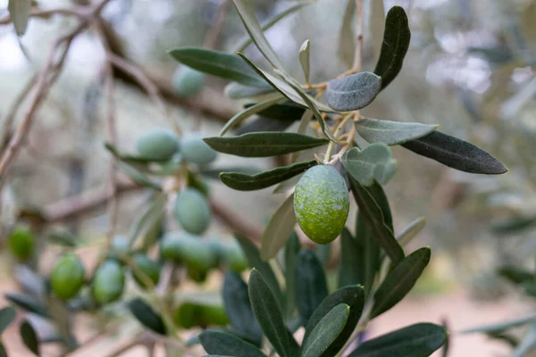 Greek Olive Harvest: Close-up of Olive Berries on Leafy Tree